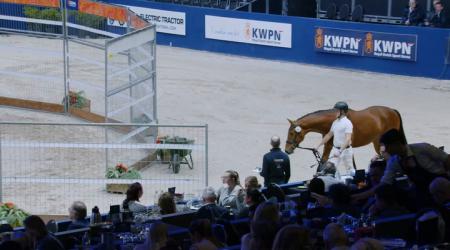 367 SPECIAL EDITION TEXEL