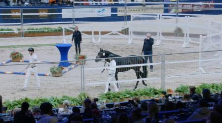 424 STEENENBURG STRADIVARIUS