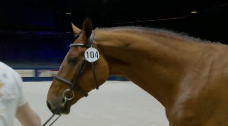 104	KYOTO EUROHILL Z